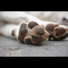 Shake Star - Bow Wow