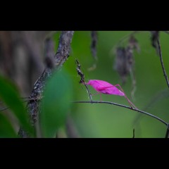 HK_Calm-&-Steady_tracks_205