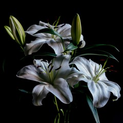 Premiere: Ksenia Kamikaza — Friends Thru Drugs [PFT2025V02]