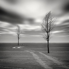 Poems are written by fools and trees