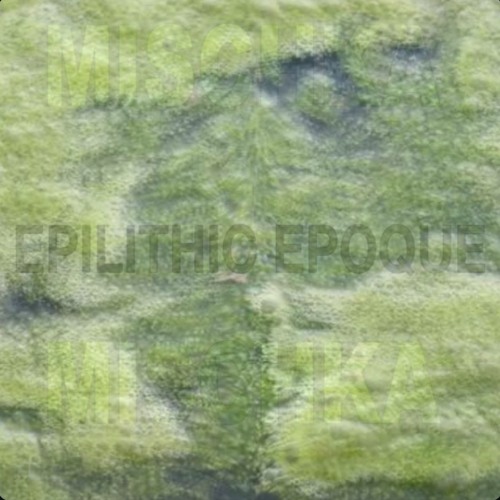 Mischka Mischka with Jadis Mischka | #112 EPILITHIC EPOQUE 11142024