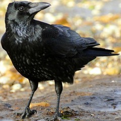 The Crow