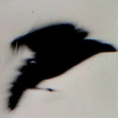 【﻿ｂｉｒｄｓ ｄｏｎ＇ｔ ｓｉｎｇ】