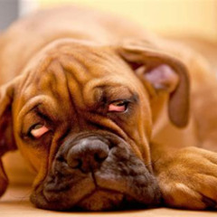 Best Cross Eyed Dog Treatment Reviews