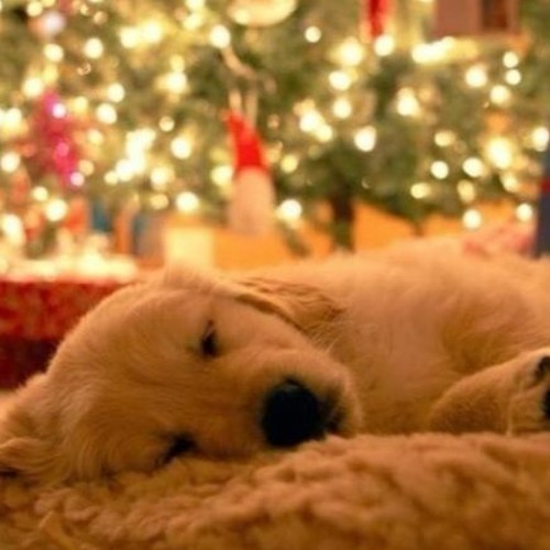 03 God Rest You Merry, Gentlemen ( Acoustic Guitar) - Steve Erquiaga