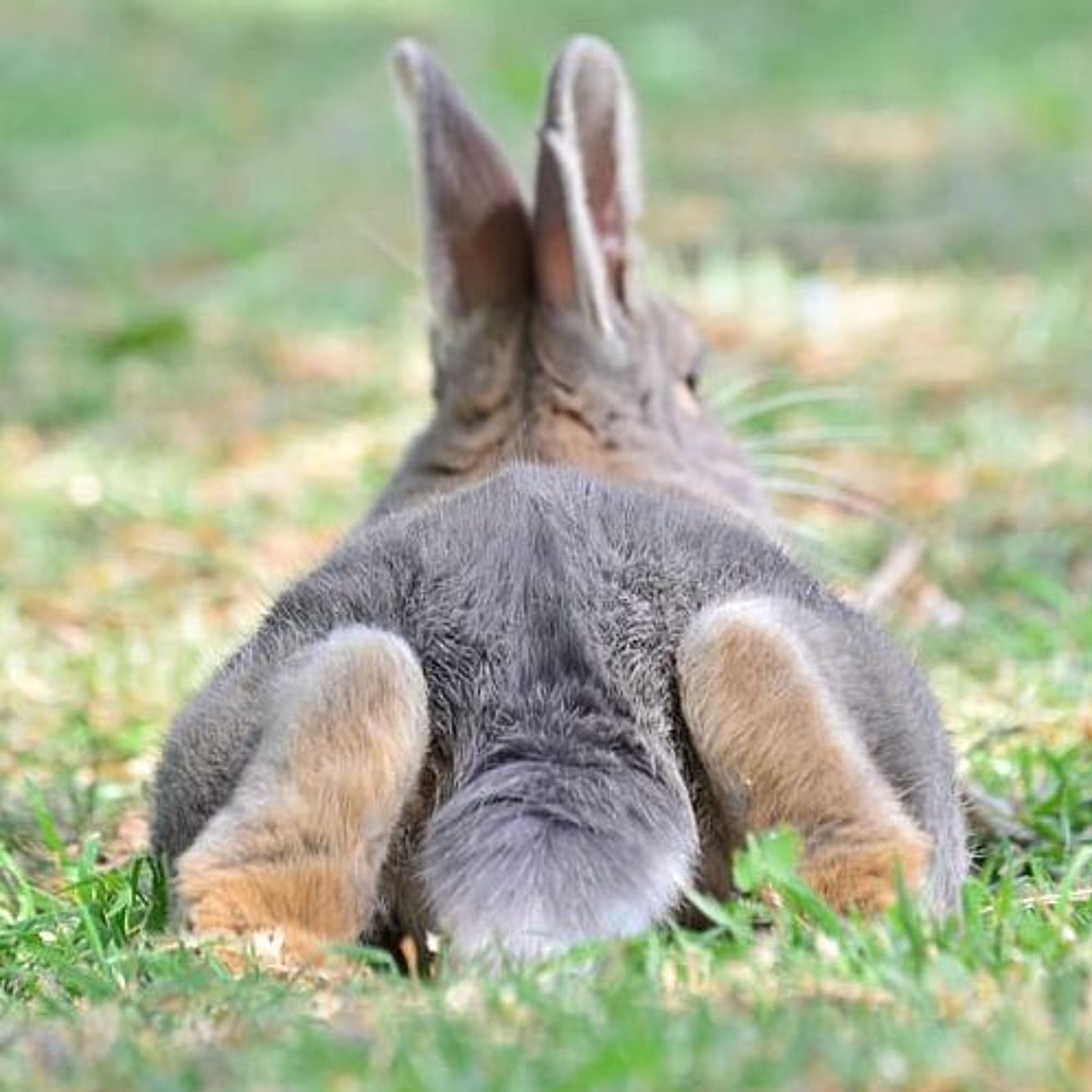 Le temps d\'un lapin