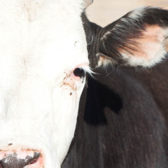 Onko kaikki Muumit laaksossa? - Nahka