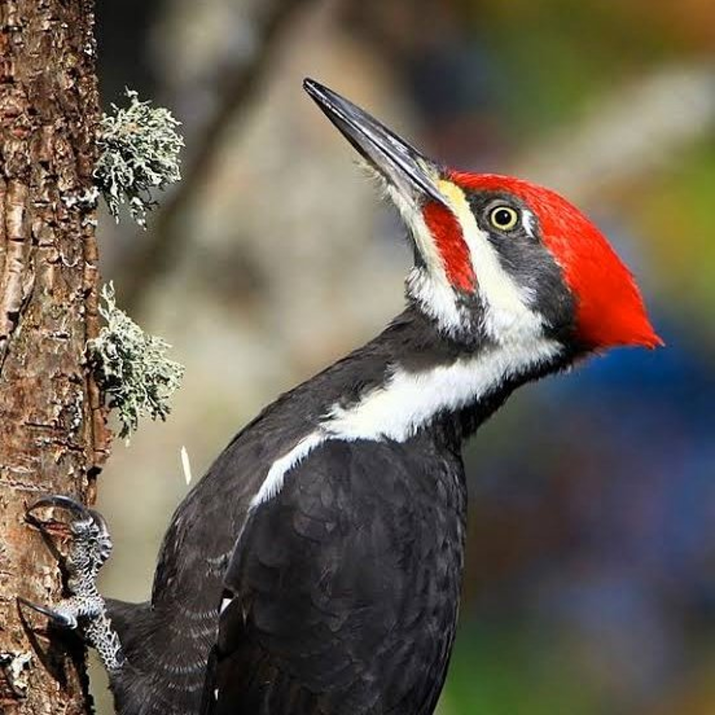 Fun Facts about Woodpeckers!!! episode artwork