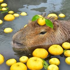 Capybara With The Yuzu On It
