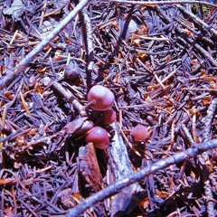 Fairy Bells ☾- Starlit Everglades & Bijou