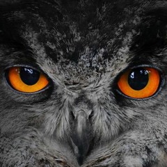 Night Owl Pt. 1