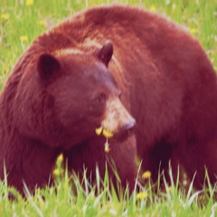 dandelions (prod. Stoic)