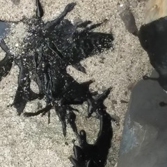 200822 Infinite Black Lace