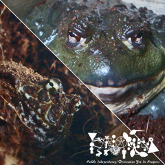 That Warm Mist Coherence (Demo)