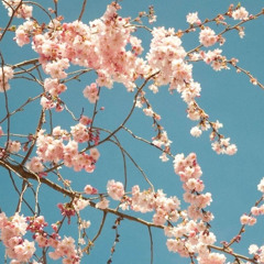 ✧🌸 Cherry Blossom Princess 🌸 [Song from Losers In Love 2] (Prod.KofiBae)