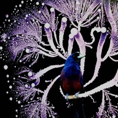 Birds of Space