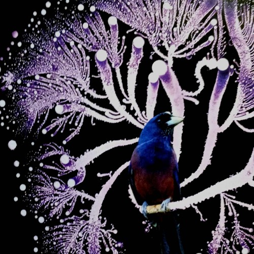 Birds of Space