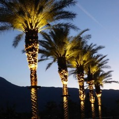 Florida Night