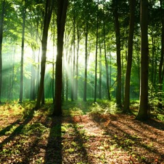 Eawy Forest