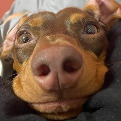 비밀의 화원