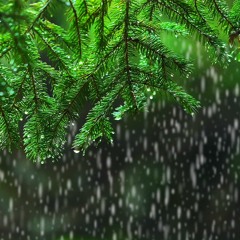 Light Rain In The Woods | Relaxing Rainstorm White Noise For Sleep (75 Minutes)