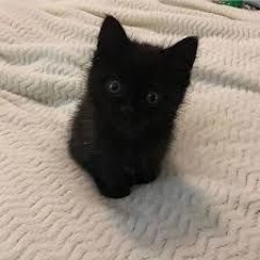 Being Honest [p. emproove]