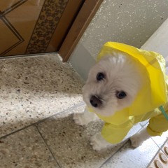 Looking For Love (August Remix)