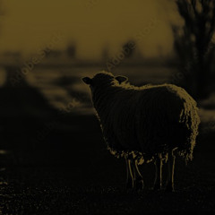 Black Sheep - Sheep Walk
