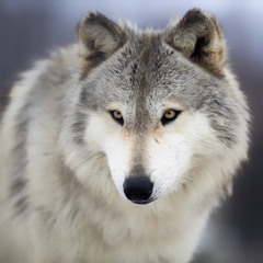 Daniela Rathana Cherrie- Vakna (Gerry Read DJ Koze wolfie mashup)