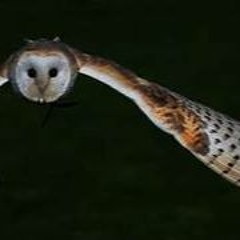 She hunts by night