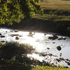 my cat glows in the dark