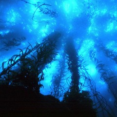 Сollection of the deep Jungle & Drum and Bass