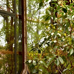 LIME (FT. DOMINIC SALZILLO)