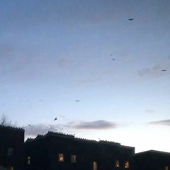 crows gather