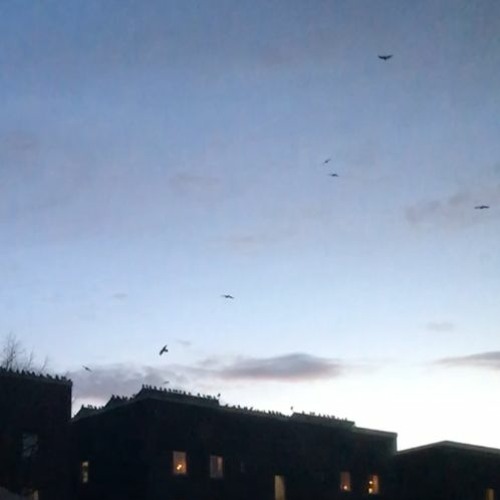 crows gather