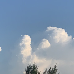 lan dinh tu
