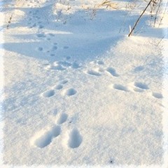 Rabbit Tracks