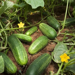 ZION CUCUMBER