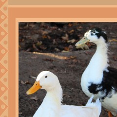 Ducks In The Mud