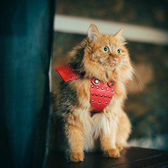 Mastitis in Cats: Home Remedies and treatments