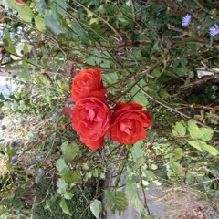 Bahaha - Everything we need