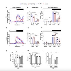 Arginase-II Deficiency Slows Skeletal Muscle Aging in Mice