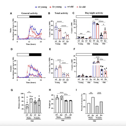 Arginase-II Deficiency Slows Skeletal Muscle Aging in Mice