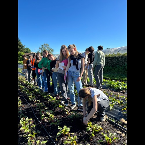 Agrosystemes: serres ou cultures en plein champs ?
