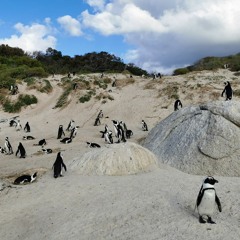 Penguins Colony, Boulder's Beach, South Africa