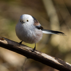 Late summer tit party!