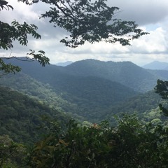 Rainy morning in the rainforest -- Monte Alén National Park, Equatorial Guinea