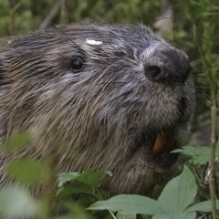 Beaver munching away