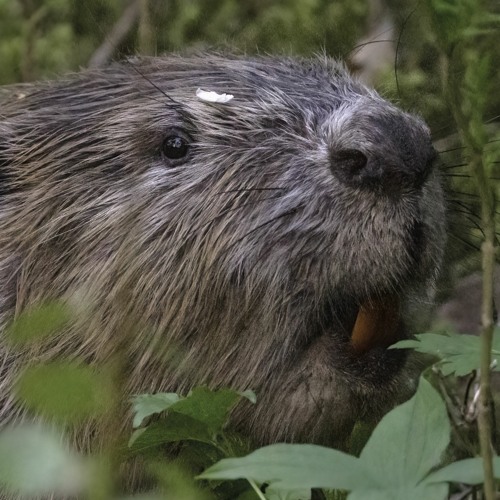 Beaver munching away