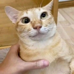 Ngày Này Năm Ấy - Việt Anh